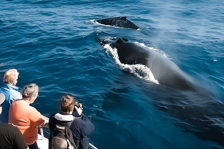 Tour di osservazione delle balene - Big Island, Hawaii
