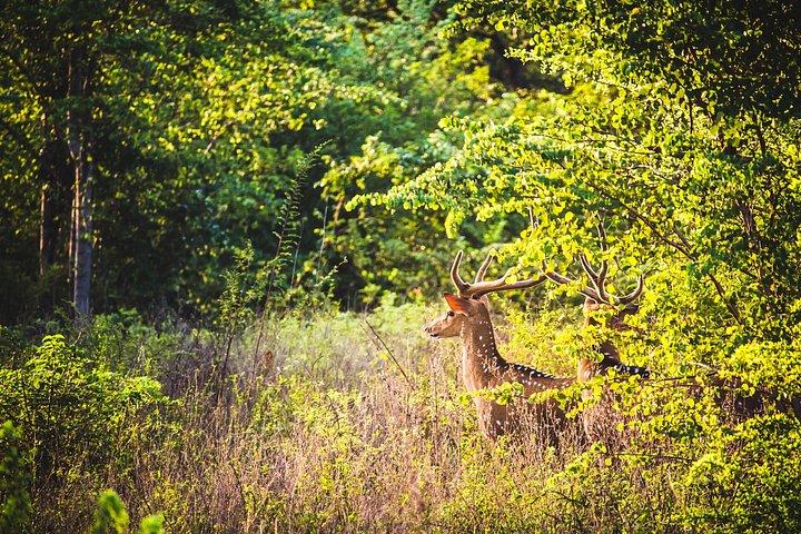 ゴールからのウダワラウェ国立公園での日帰り旅行