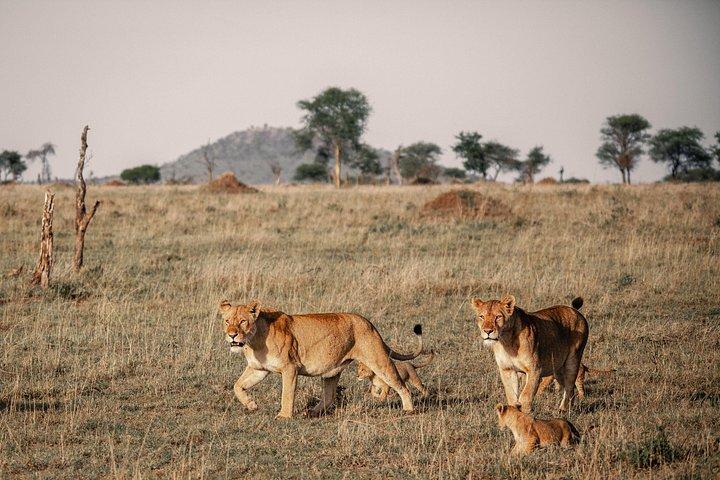 4 Days Tanzania Budget Safari
