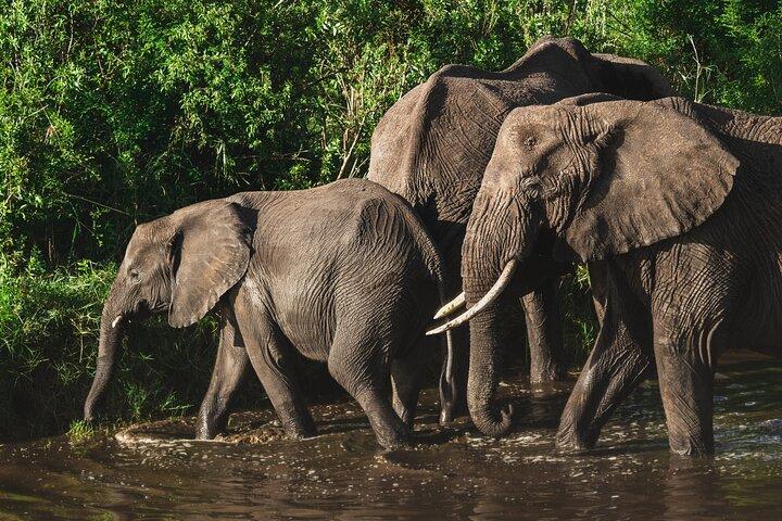 4 Days Tanzania Budget Safari