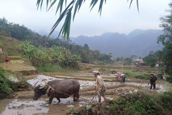 DaLat Motorbike Tour | Coffee farms, Pagodas & Local life