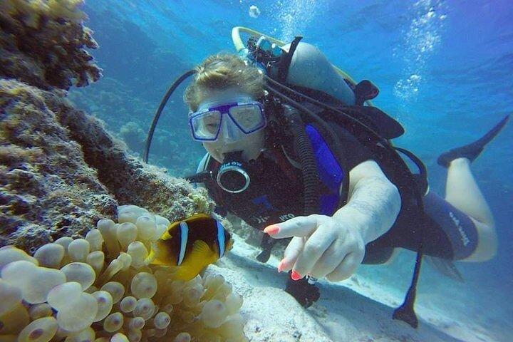 Dykning i Hurghada