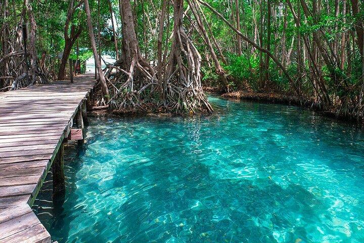 Mérida: Boat Tour Through the Mangroves of Celestún