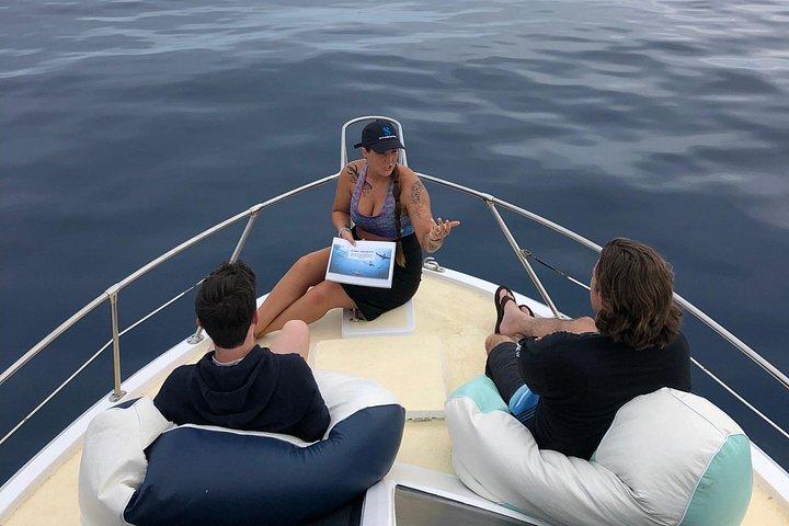 オアフ島ノース ショアからのプライベート ホエール ウォッチング サファリ