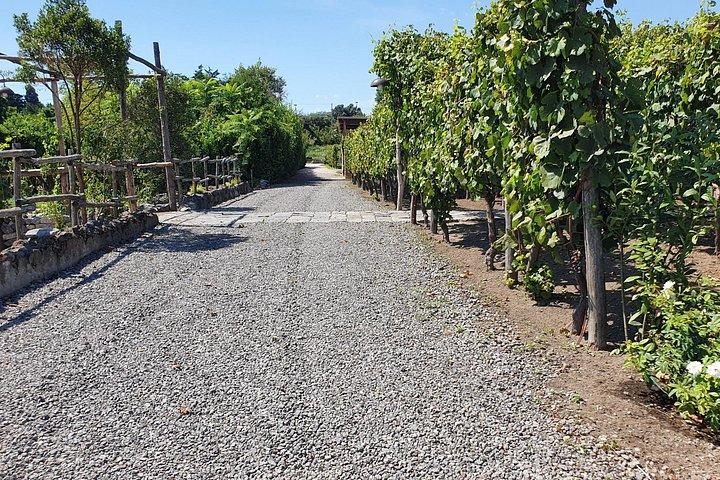Pompei Archeological site and Wine tasting Experience