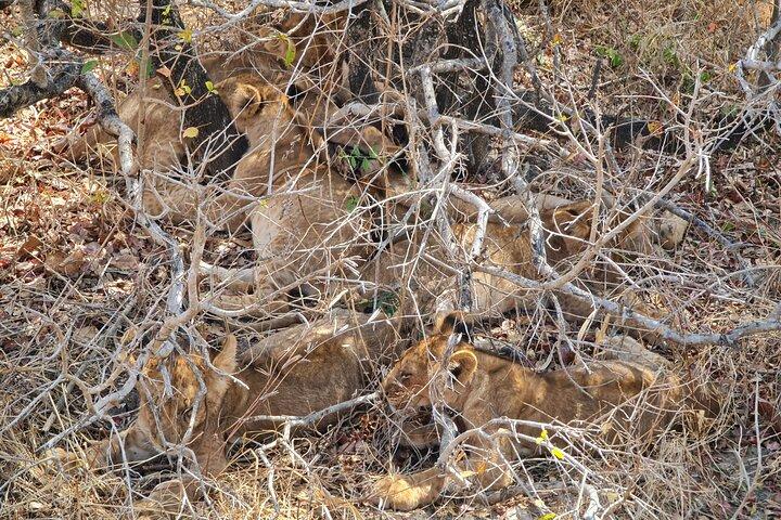 ザンジバルから: フライトと食事付きミクミサファリ日帰り旅行