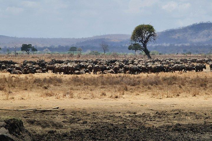 ザンジバルから: フライトと食事付きミクミサファリ日帰り旅行