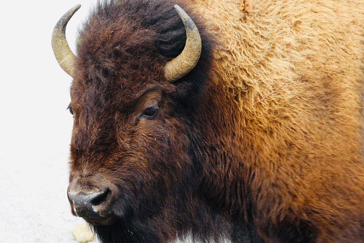 Private Yellowstone Lower Loop Tour