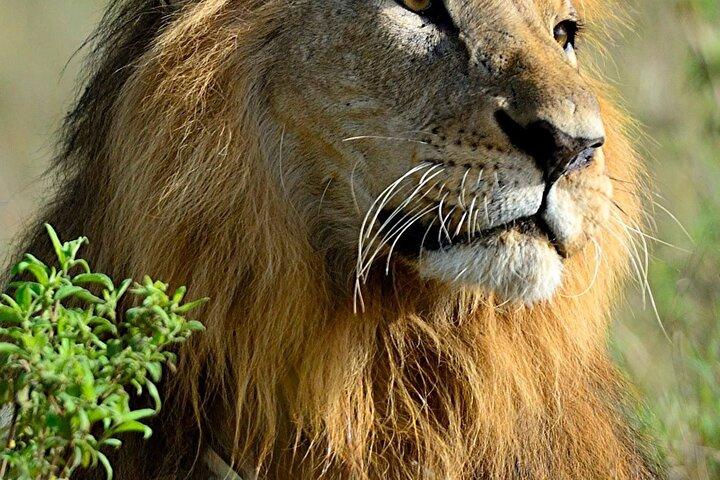 Ol pejeta 自然保護区とチンパンジー保護区ナイロビからの 1 日ツアー。