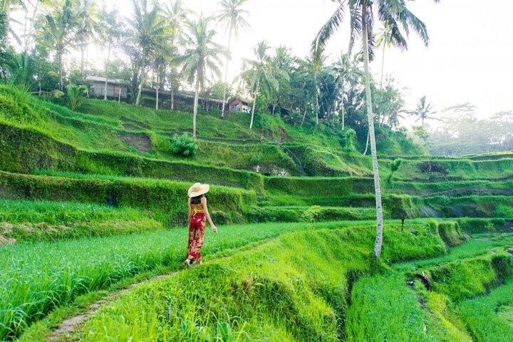 Ubud Tour: Monkey Forest, vandfald, tempel og ris terrasser