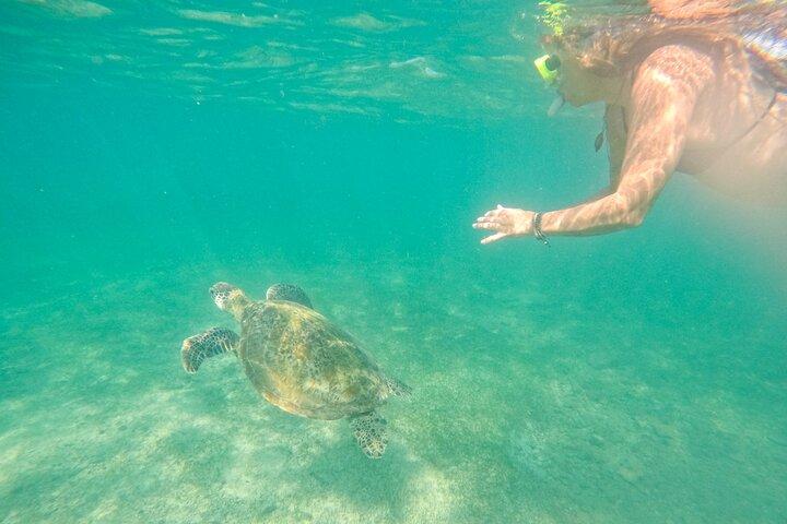 ミリッサでカメとシュノーケリング