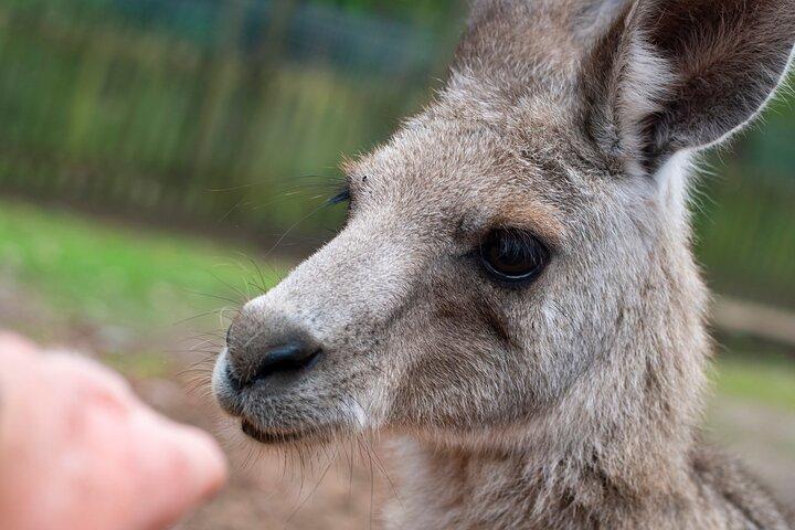 Blue Mountains Fauna e Meraviglie - Tour privato
