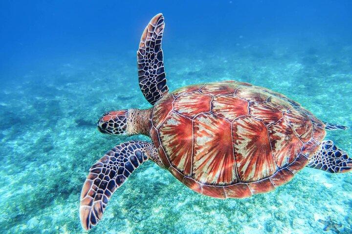 Da Protaras: Turtle Cove & Blue Lagoon Cruise