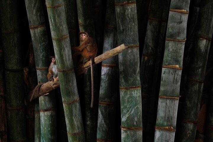 Excursión privada de un día a Kandy desde Negombo