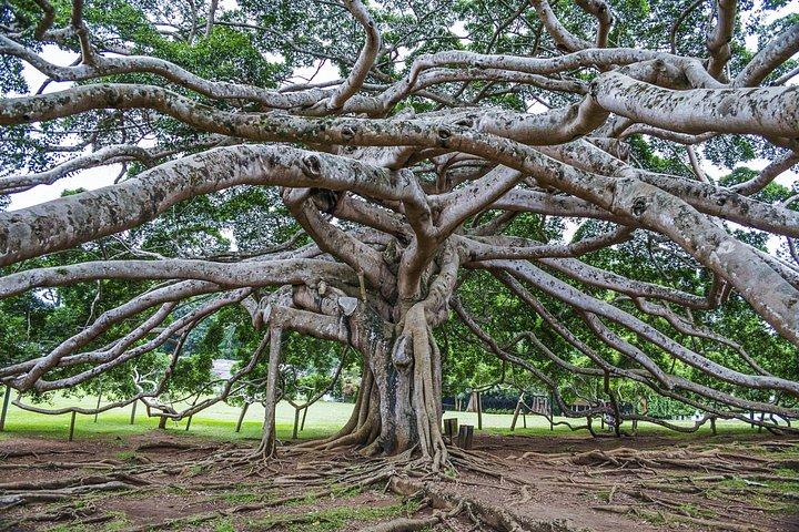 Excursión privada de un día a Kandy desde Negombo