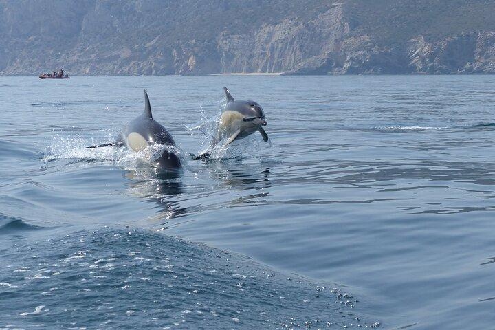 Sesimbra - Avistamiento de delfines con biólogo marino + Embarque rápido