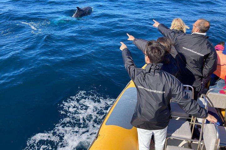 Sesimbra - Dolphins c/ Marine Biologist + Quick Embarkation