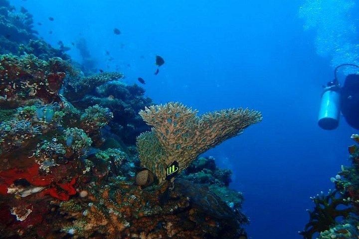 Private 8-Hour Guided Experience Dive in Tulamben