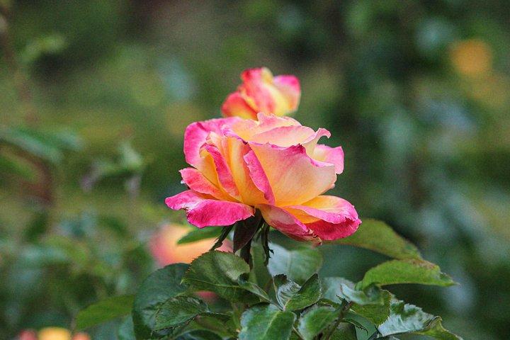 VanDusen Botanical Garden Admission Ticket