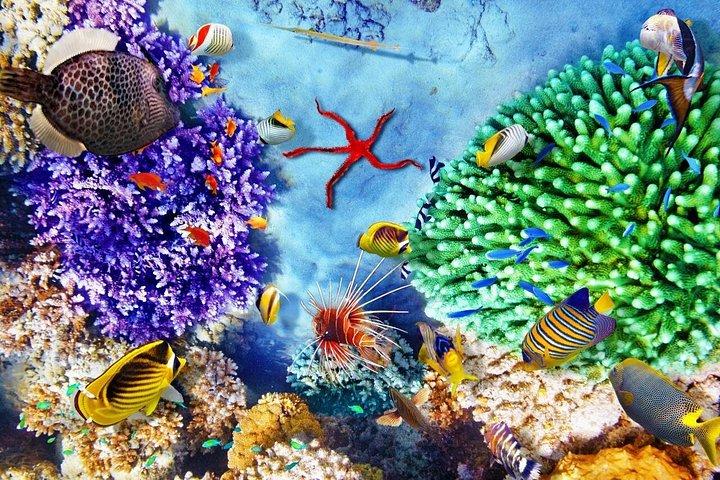 シュノーケリング、サンドバー、送迎付きプンタカナ酒蔵クルーズ