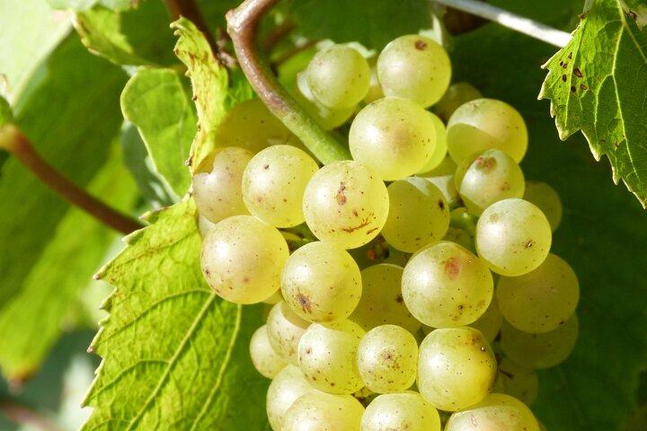 Full Day Champagne Pommery Small Group Tour