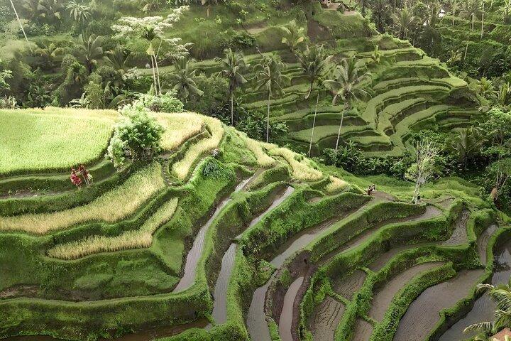 Ubud Tour mit Weihwassertempel Tirta Empul