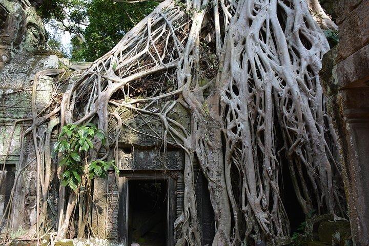 Tour privato di Angkor Wat dall'alba