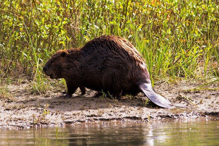 Tierwelt am Bug | Große Kanutour im Banff-Nationalpark