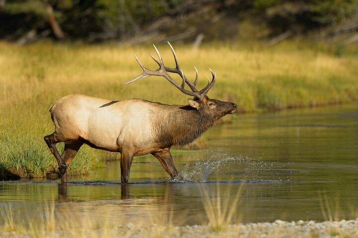 Tierwelt am Bug | Große Kanutour im Banff-Nationalpark