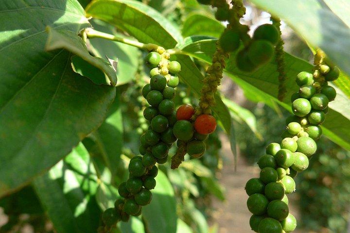 La Plantation tour (discovering Kampot Pepper) + Lunch
