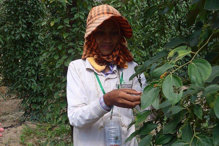 La Plantation tour (discovering Kampot Pepper) + Lunch