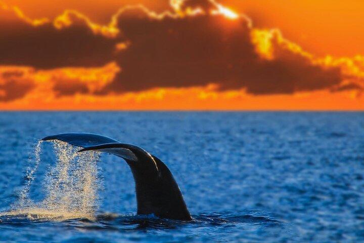 Sunset Whale Watch em Waikiki, devolução garantida ou grátis