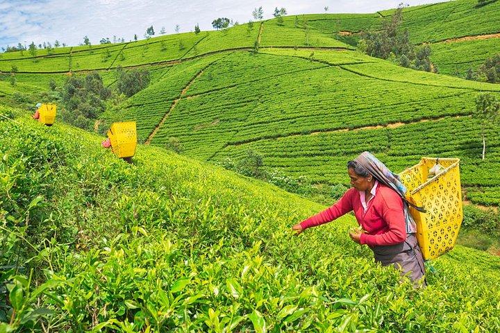 Ultimate Journey in Sri Lanka 4 Day Tours