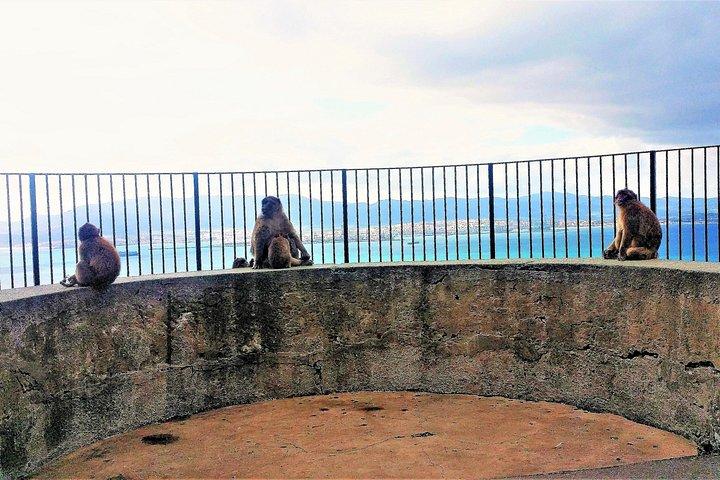 From Malaga: Private trip in Gibraltar and Marbella