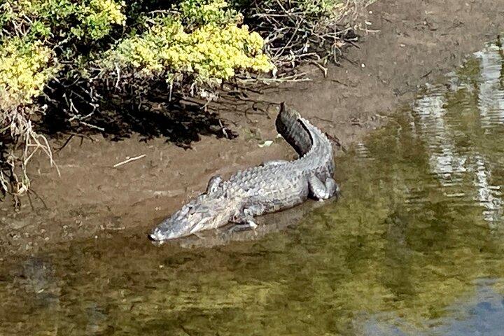デラックス ストリート リーガル ゴルフ カートで行くガイド付きタンパ観光ツアー
