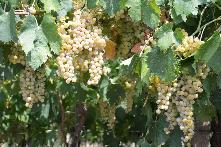 Pagus Wine Tours® - ソアーヴェとアマローネ - 半日ワイン ツアー