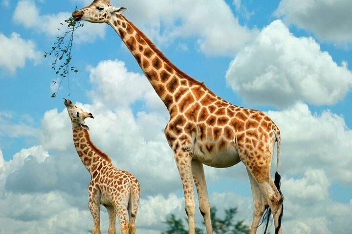 Une excursion d'une journée au Giraffe Center à Nairobi au Kenya