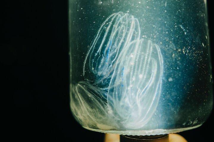 LED Bio Comb Jelly Clear Bottom Kajak- oder Paddleboard-Tour!