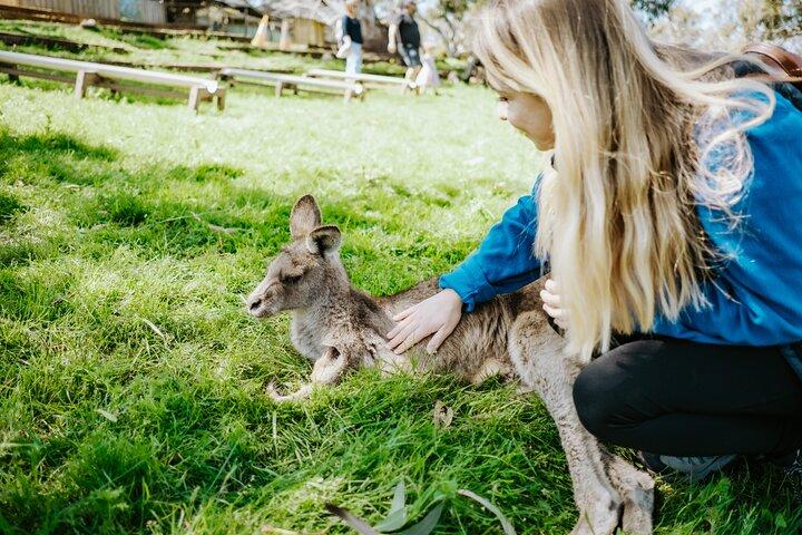Dagstur i Mount Field, Mount Wellington, Bonorong Wildlife Sanctuary och Richmond