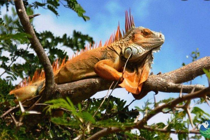 Wildlife river boat safari & Cultural experience.