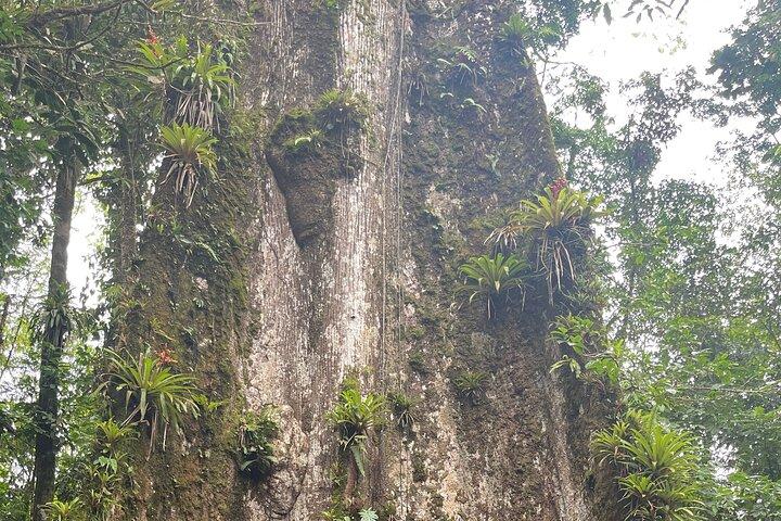 自然の生息地のナマケモノとブルーリバーの滝