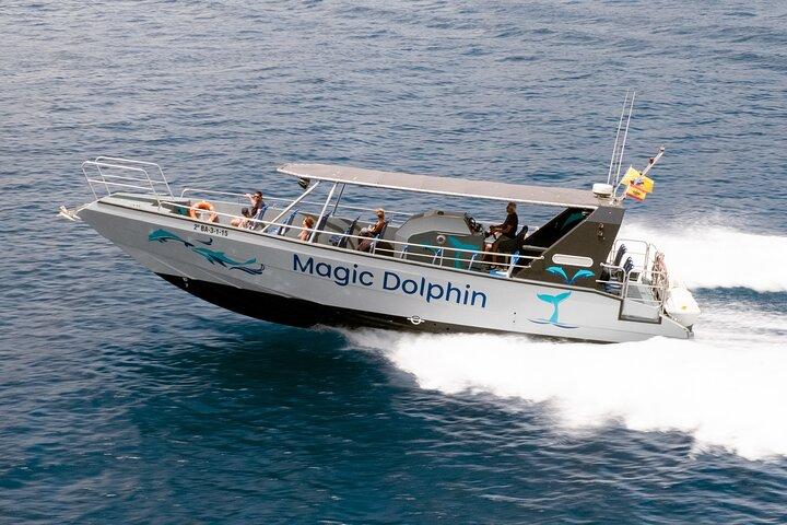 Morro Jable: 2 Stunden Magic Dolphin & Whale Watching mit Drinks & Swim Stop.