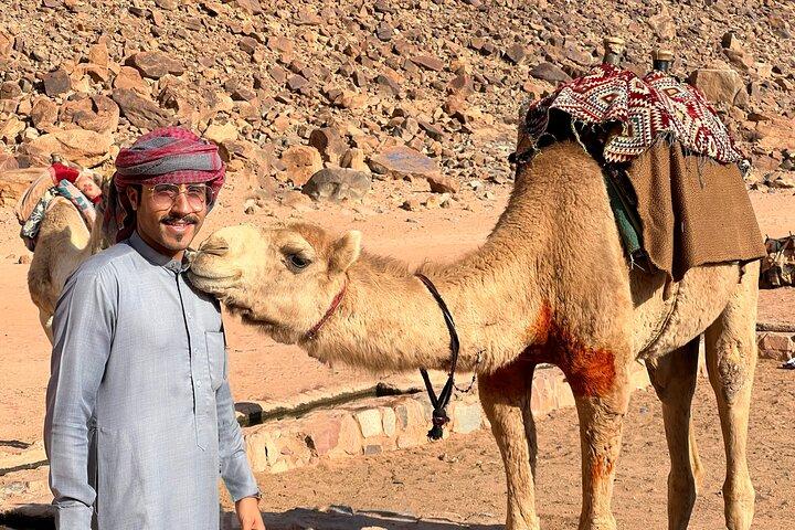 Le vrai Wadi Rum: visite privée d'une journée dans le désert