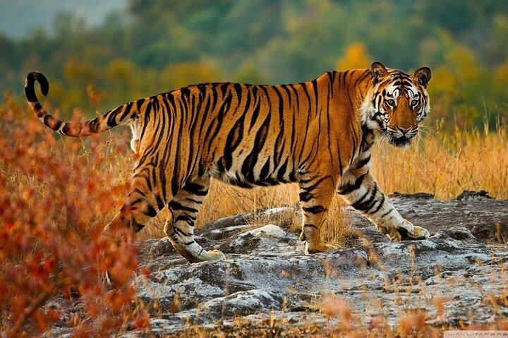 Privater One-Way-Transfer von Agra nach Ranthambore