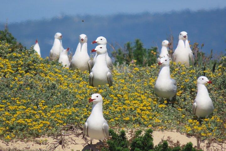 De Faro : Ria Formosa Eco Tour guidé par un biologiste marin