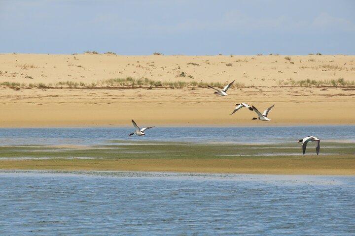 De Faro : Ria Formosa Eco Tour guidé par un biologiste marin