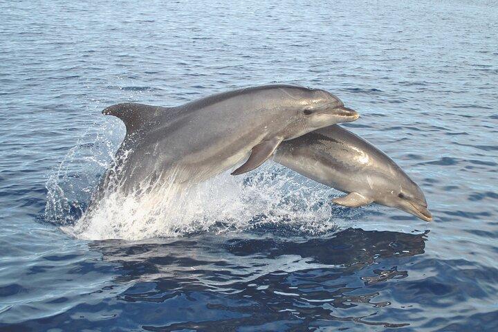 NEW ラゴスで生物学者と一緒にイルカとベナジル洞窟を観察