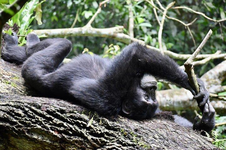 10 Tage Uganda Safari mit Gorillas