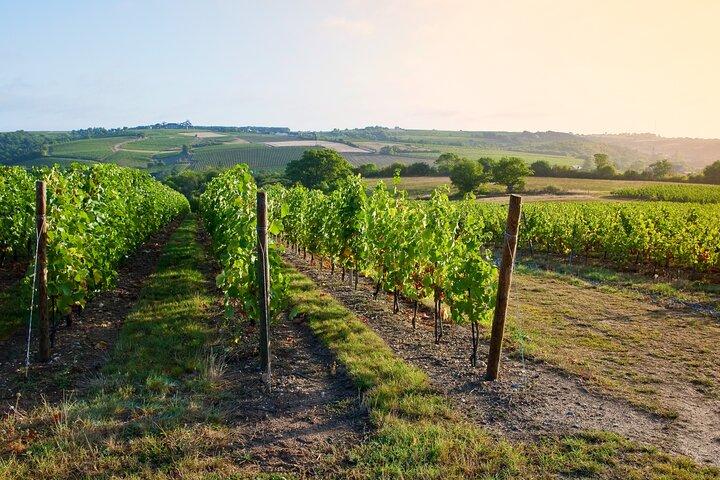 Weintour im Loiretal: Chinon & Bourgueil
