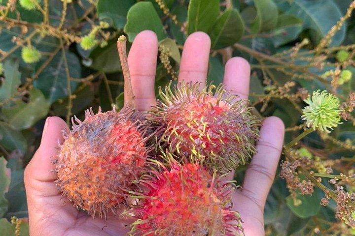 ホストと一緒にクイブリの野生生物ウォッチングと料理